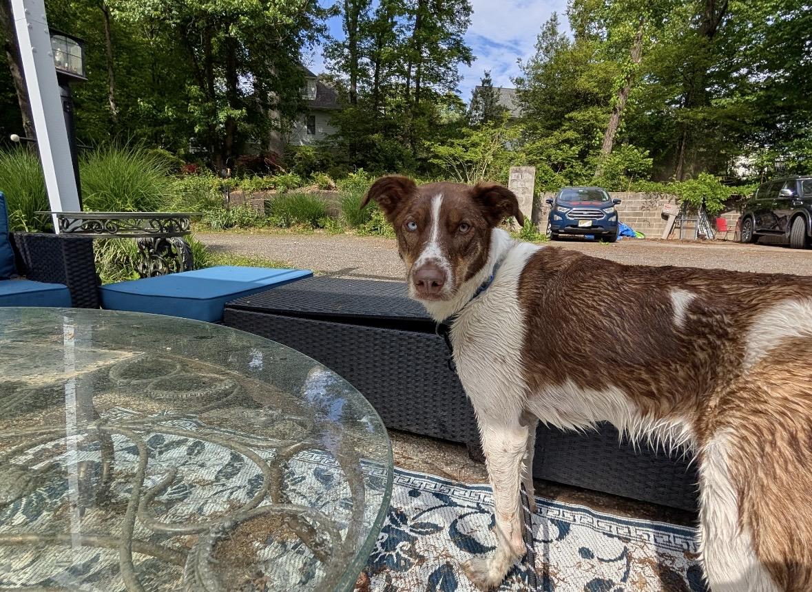 Maverick , a ADOPTABLE mixed breed in Chesapeake Beach, MD image 2/6