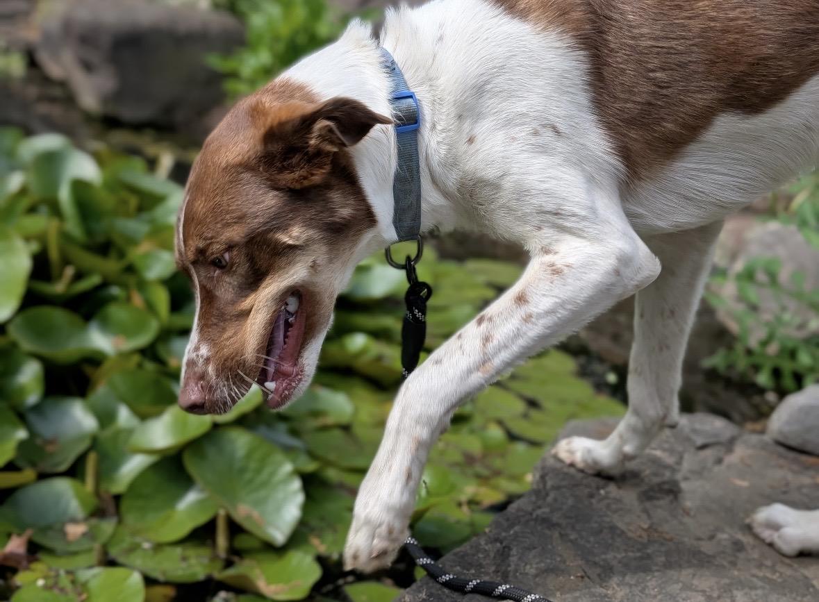 Maverick , a ADOPTABLE mixed breed in Chesapeake Beach, MD image 3/6