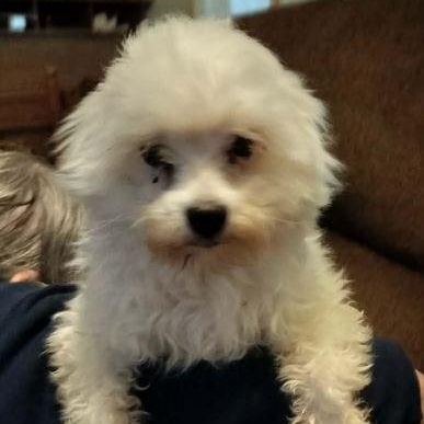 MARLON BRANDO, ADOPTABLE, Adult Male Maltese.