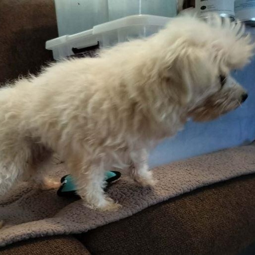 Enlarge MARLON BRANDO, a ADOPTABLE Maltese in Harlem, GA image 4/5