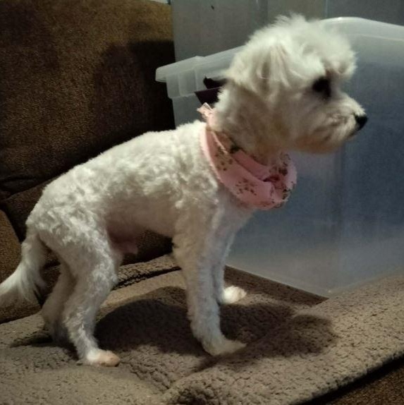 Enlarge MARLON BRANDO, an adopted Maltese in Harlem, GA image 3/6