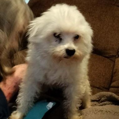 Enlarge MARLON BRANDO, a ADOPTABLE Maltese in Harlem, GA image 2/5