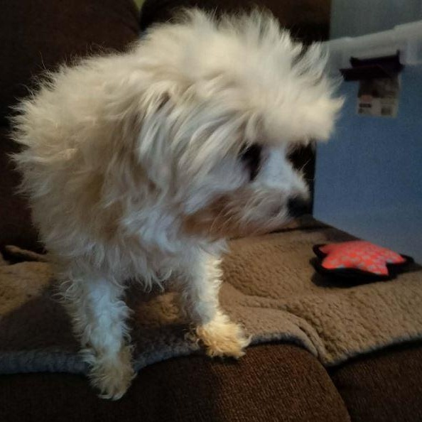 Enlarge MARLON BRANDO, a ADOPTABLE Maltese in Harlem, GA image 5/5