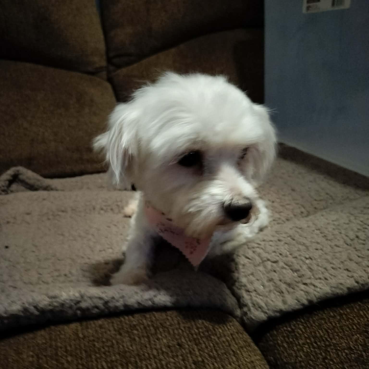Enlarge MARLON BRANDO, an adopted Maltese in Harlem, GA image 4/6
