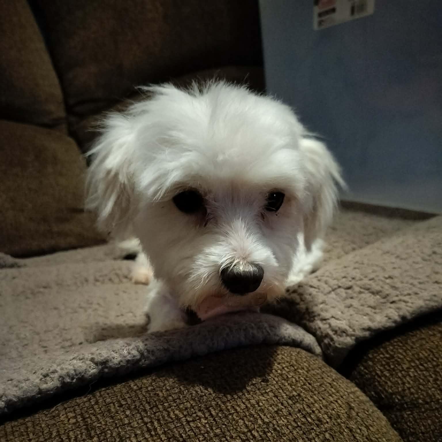 MARLON BRANDO, ADOPTABLE, Adult Male Maltese.