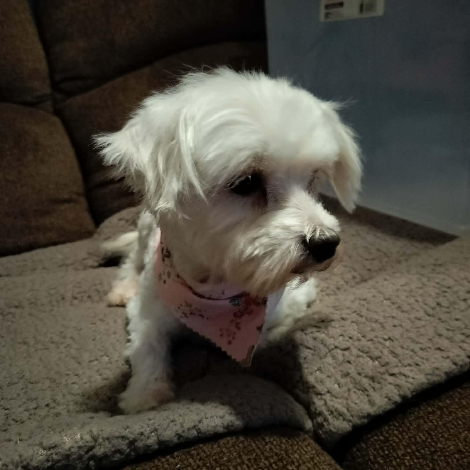 Enlarge MARLON BRANDO, an adopted Maltese in Harlem, GA image 2/6