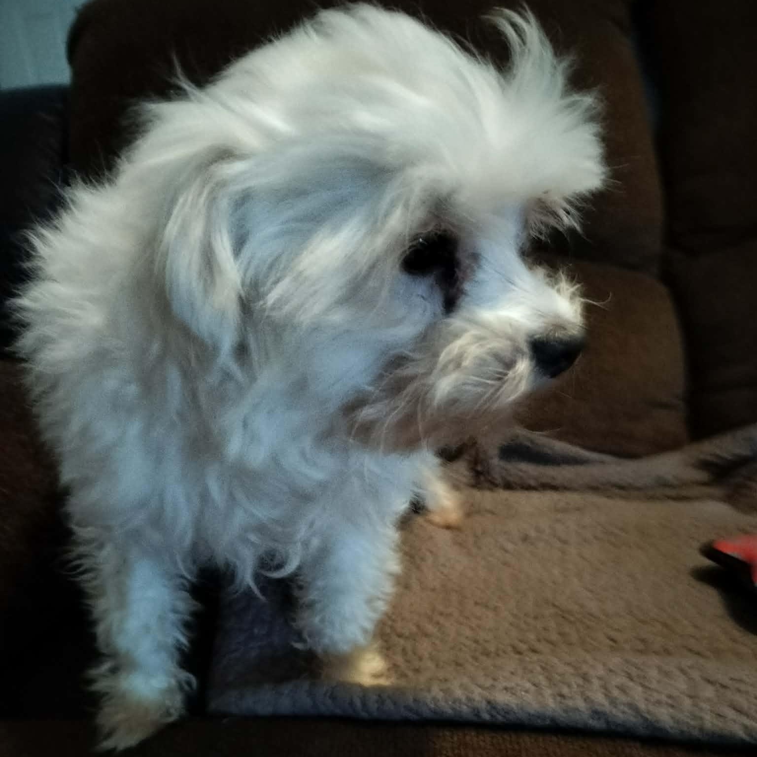 Enlarge MARLON BRANDO, a ADOPTABLE Maltese in Harlem, GA image 3/5