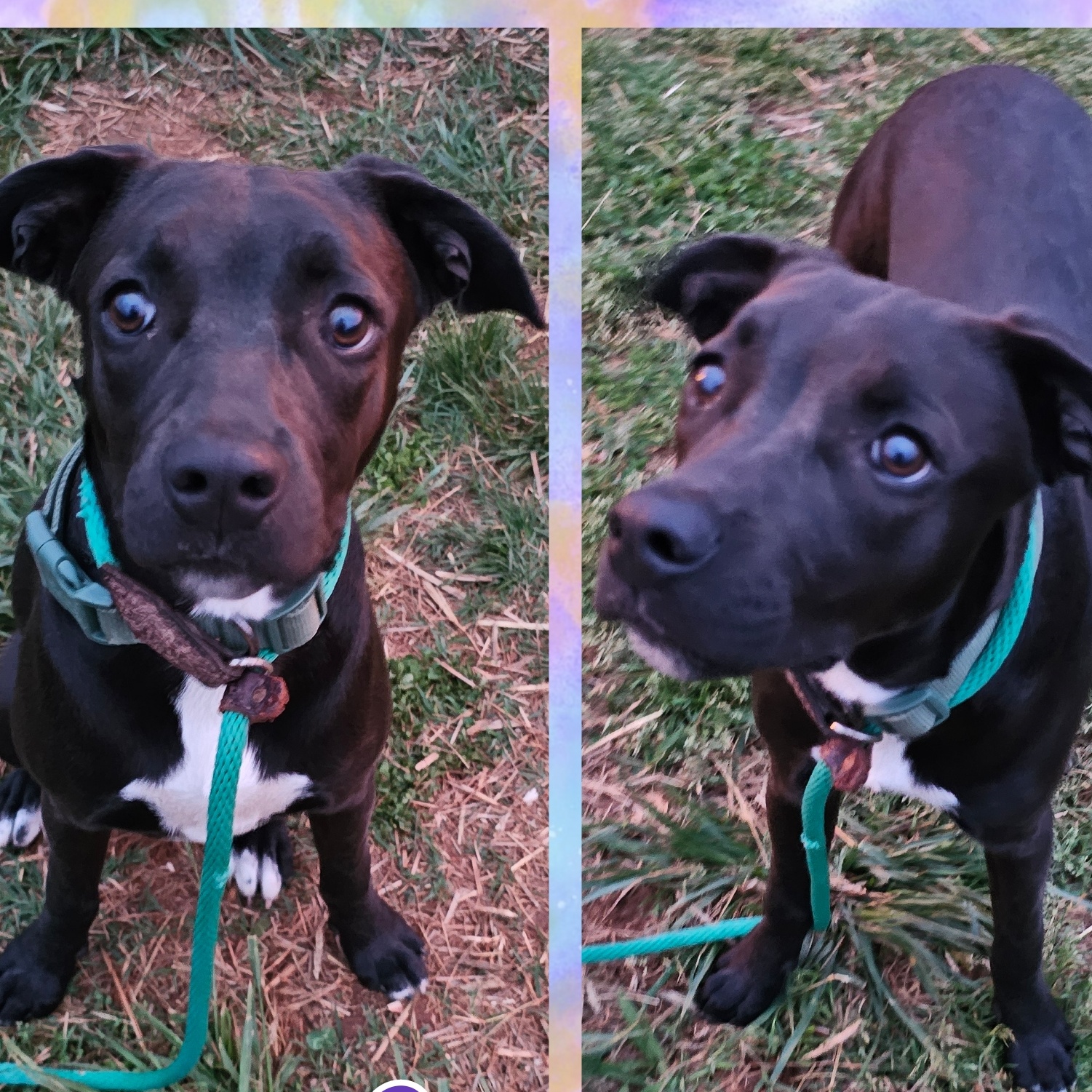 Nova, a Adoptable mixed breed in Blacksburg, SC image 4/5