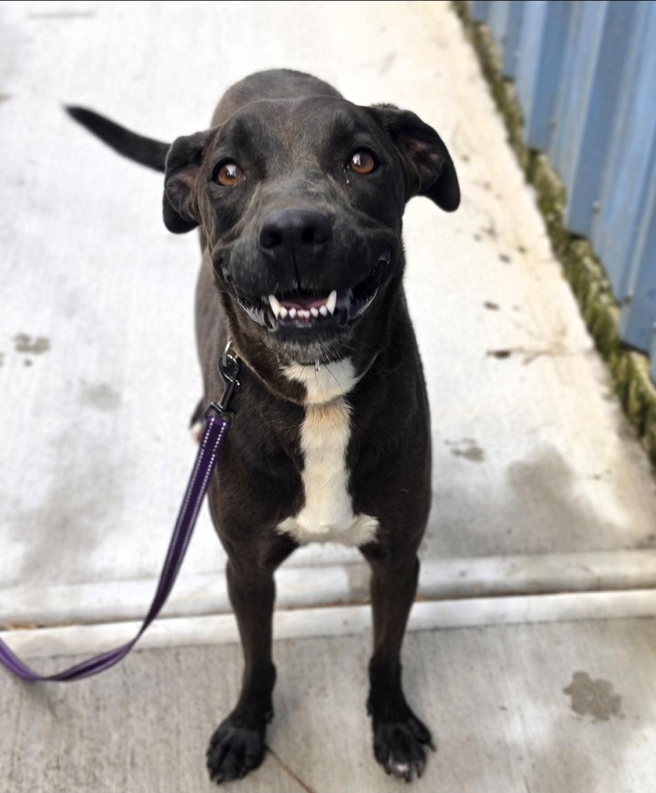 Enlarge Nova, a Adoptable mixed breed in Blacksburg, SC image 1/6
