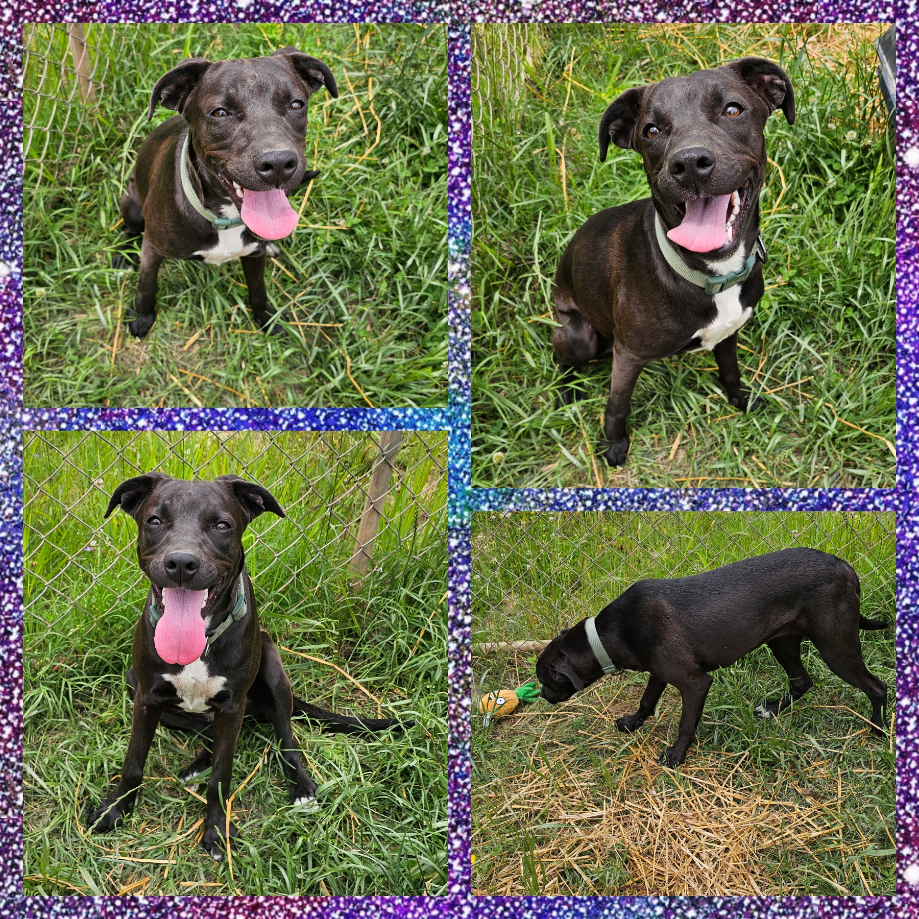 Nova, a Adoptable mixed breed in Blacksburg, SC image 3/5