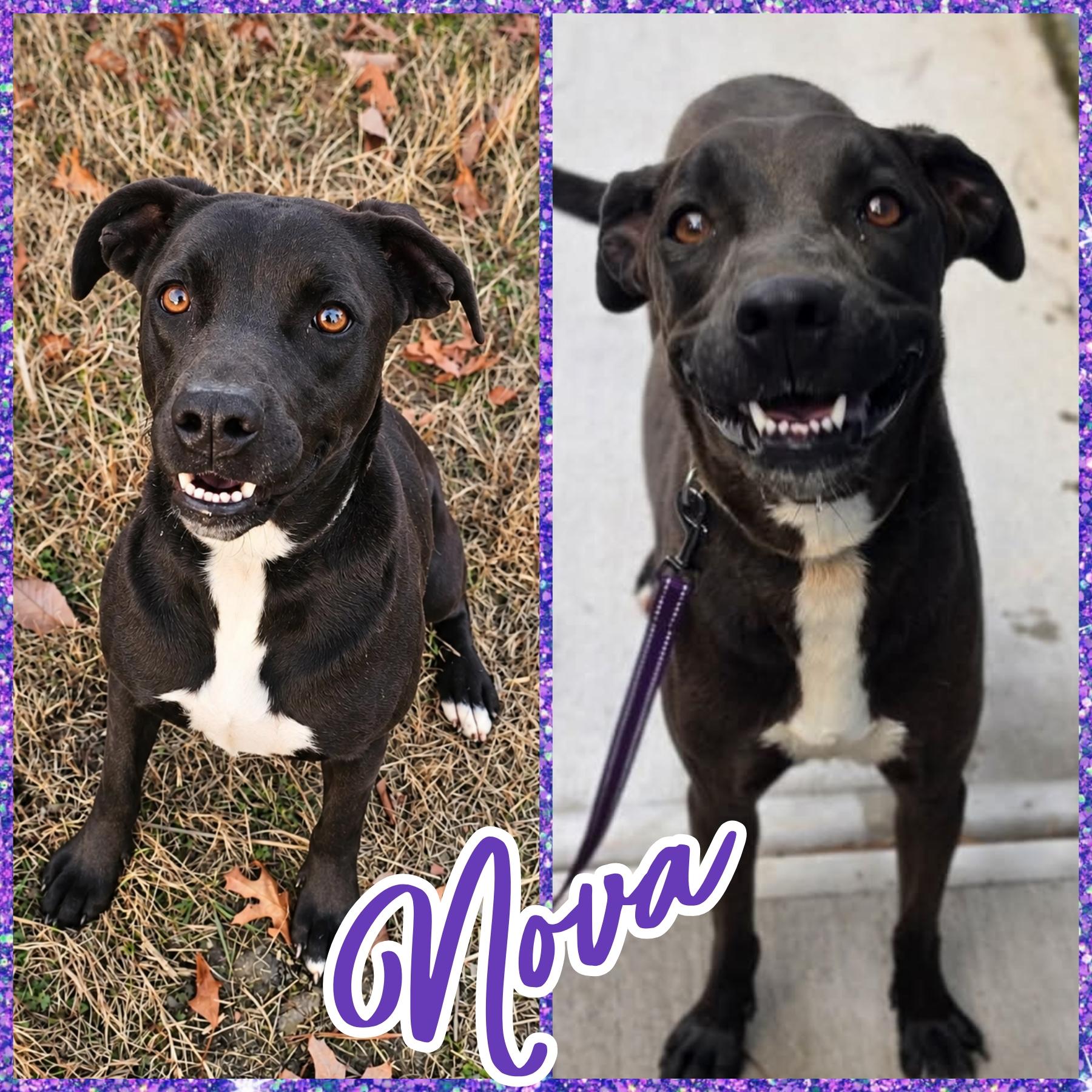 Enlarge Nova, a Adoptable mixed breed in Blacksburg, SC image 1/5
