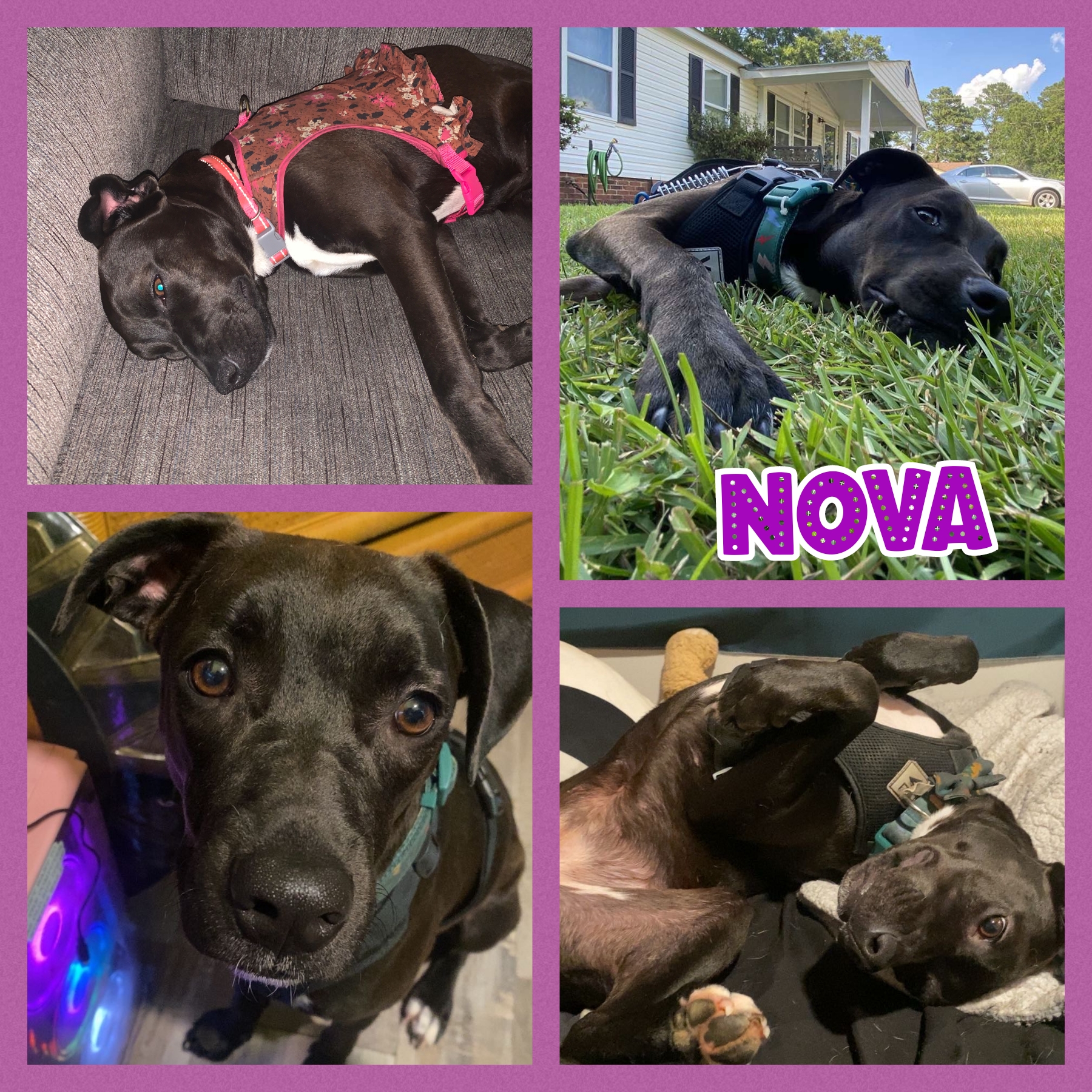 Nova