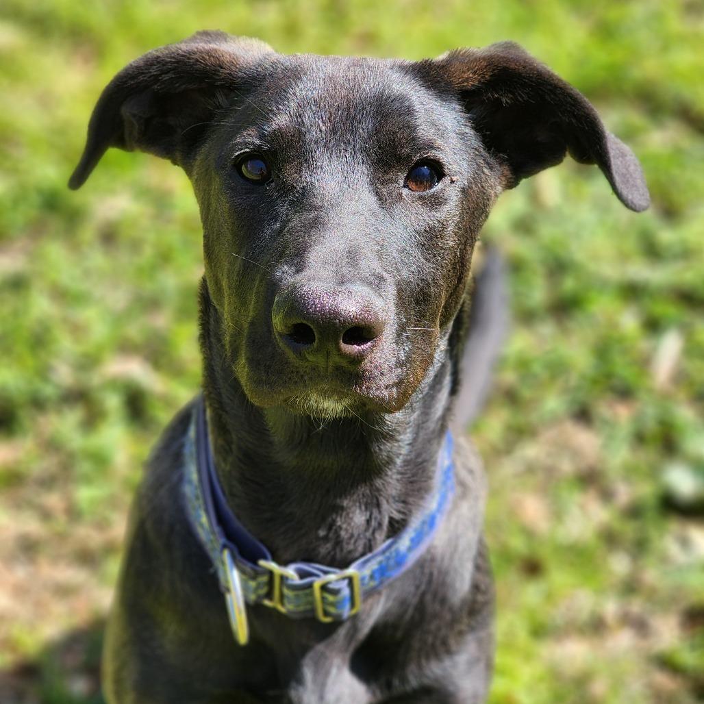 Enlarge Michelle, a Adoptable Terrier in Montgomery, AL image 1/5