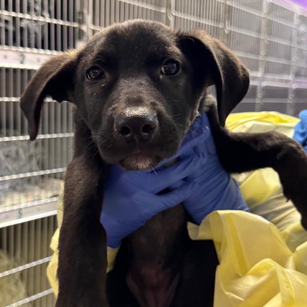 Enlarge Michelle, a Adoptable Terrier in Montgomery, AL image 2/5