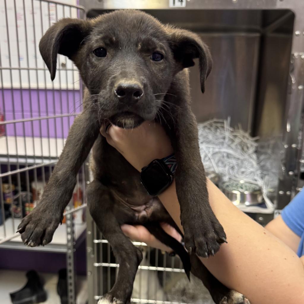 Enlarge Michelle, a Adoptable Terrier in Montgomery, AL image 3/5