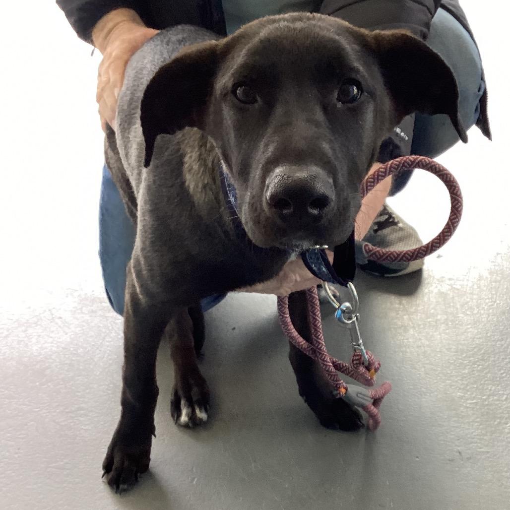 Enlarge Michelle, a Adoptable Terrier in Montgomery, AL image 4/5