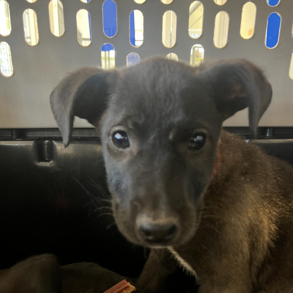 Enlarge Michelle, a Adoptable Terrier in Montgomery, AL image 5/5