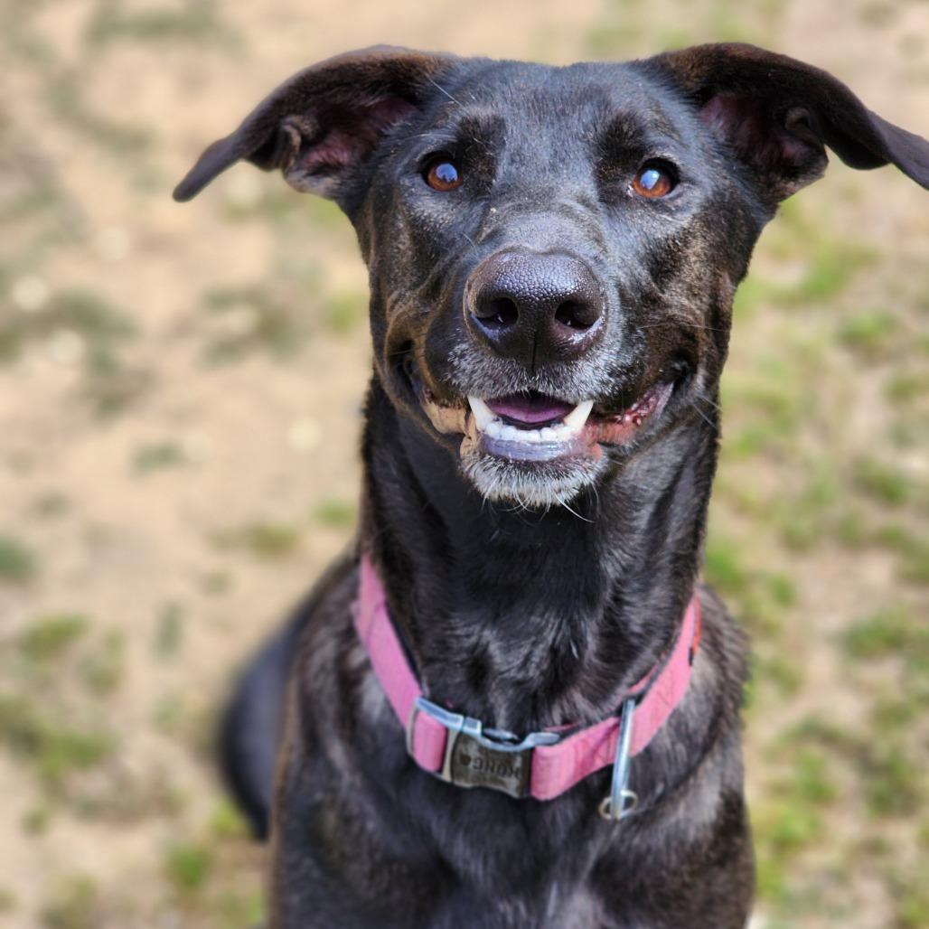 Enlarge Michelle, a Adoptable Terrier in Montgomery, AL image 6/6