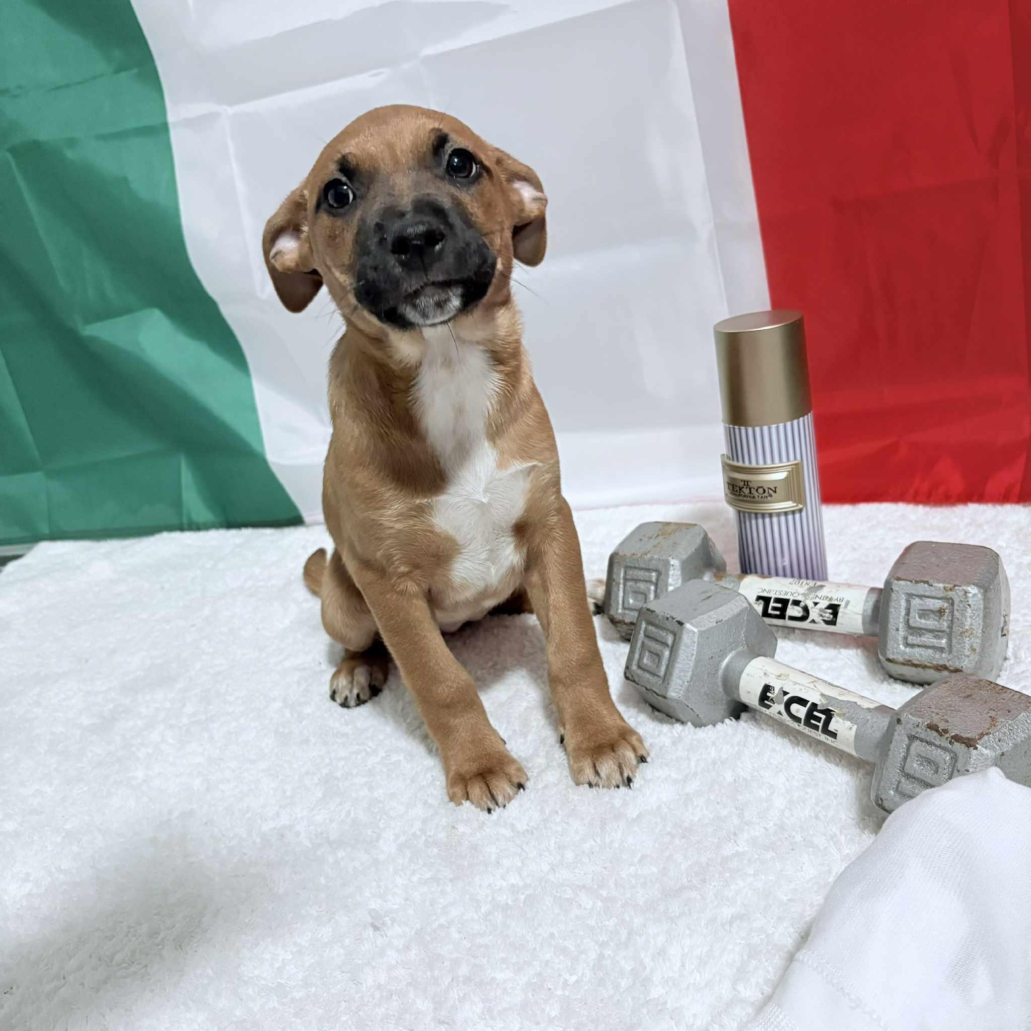 Enlarge Mike , a Adoptable mixed breed in Millersville, MD image 1/1