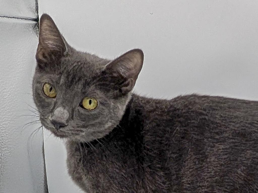 Enlarge Vidalia, a Adoptable mixed breed in Powell, OH image 1/1