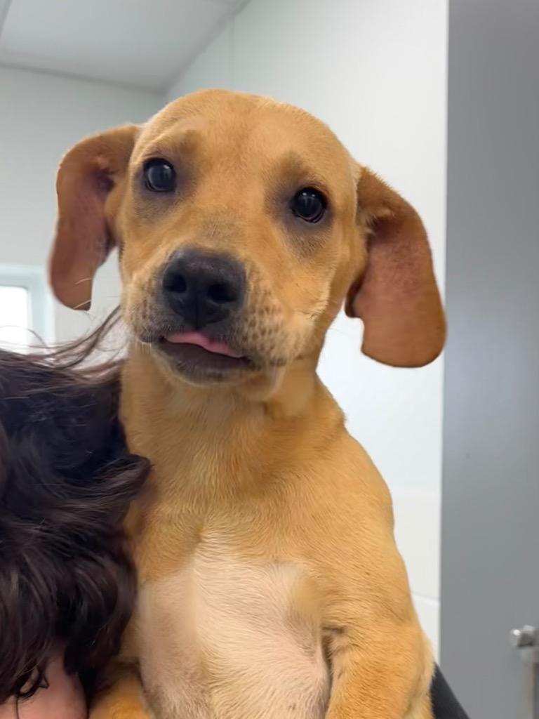 Heidi, Adoptable, Puppy Female Mixed Breed.