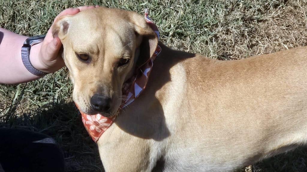 Enlarge Heidi, a Adoptable Mixed Breed in Jonesboro, AR image 2/5