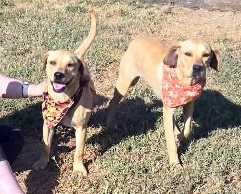 Enlarge Heidi, a Adoptable Mixed Breed in Jonesboro, AR image 3/5