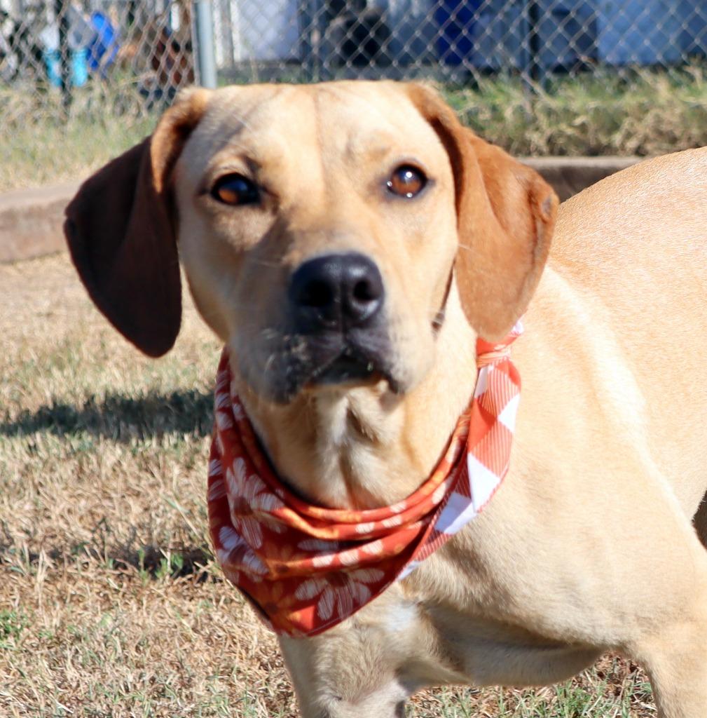 Enlarge Heidi, a Adoptable Mixed Breed in Jonesboro, AR image 4/5