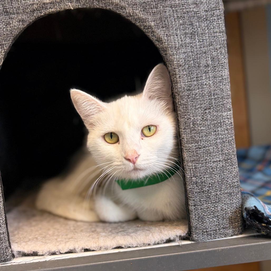 Beignet, Adoptable, Adult Female Domestic Short Hair.