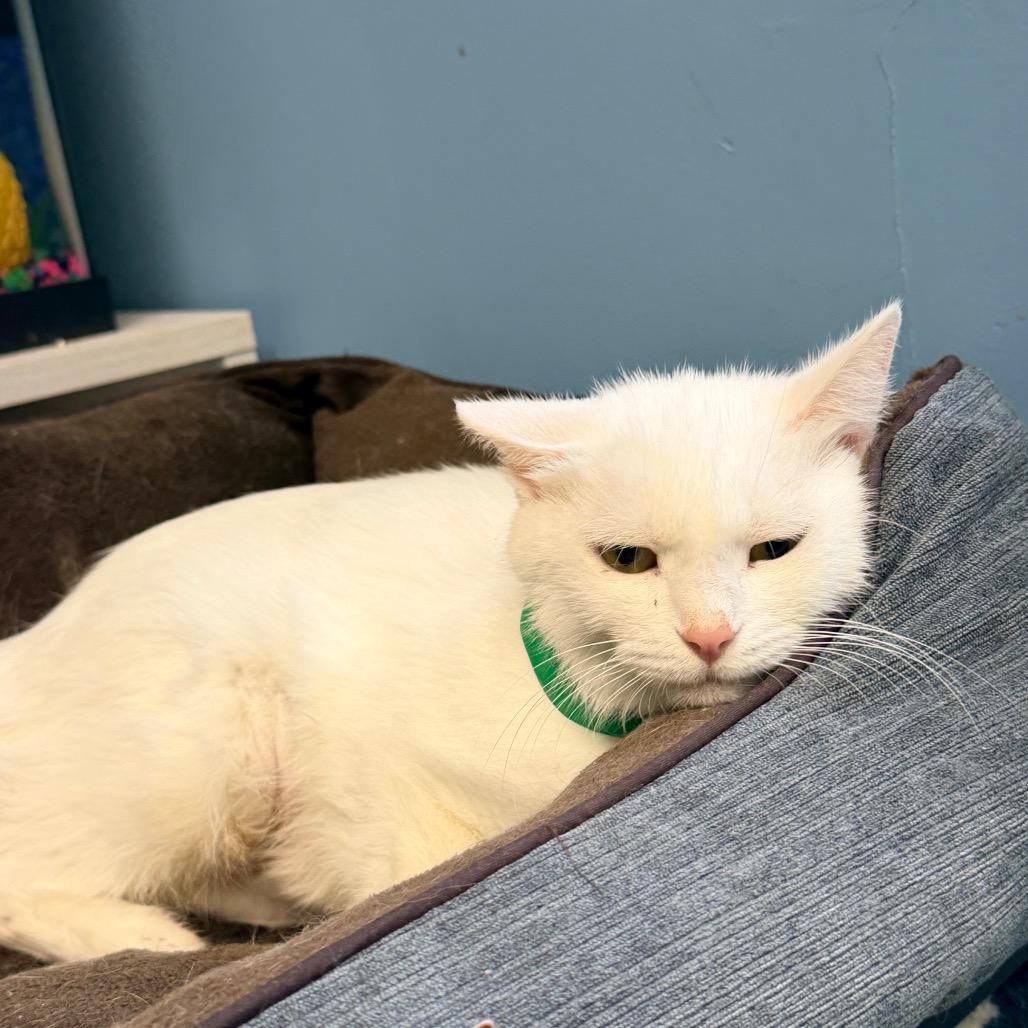 Enlarge Beignet, a Adoptable Domestic Short Hair in Columbus, GA image 2/2