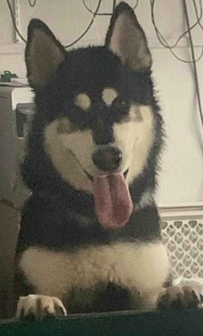 Ethan, Adoptable, Young Male Siberian Husky.