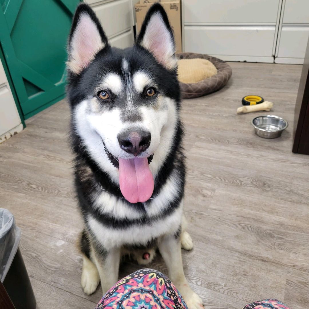 Ethan, a Adoptable Siberian Husky in Newburgh, NY image 2/4