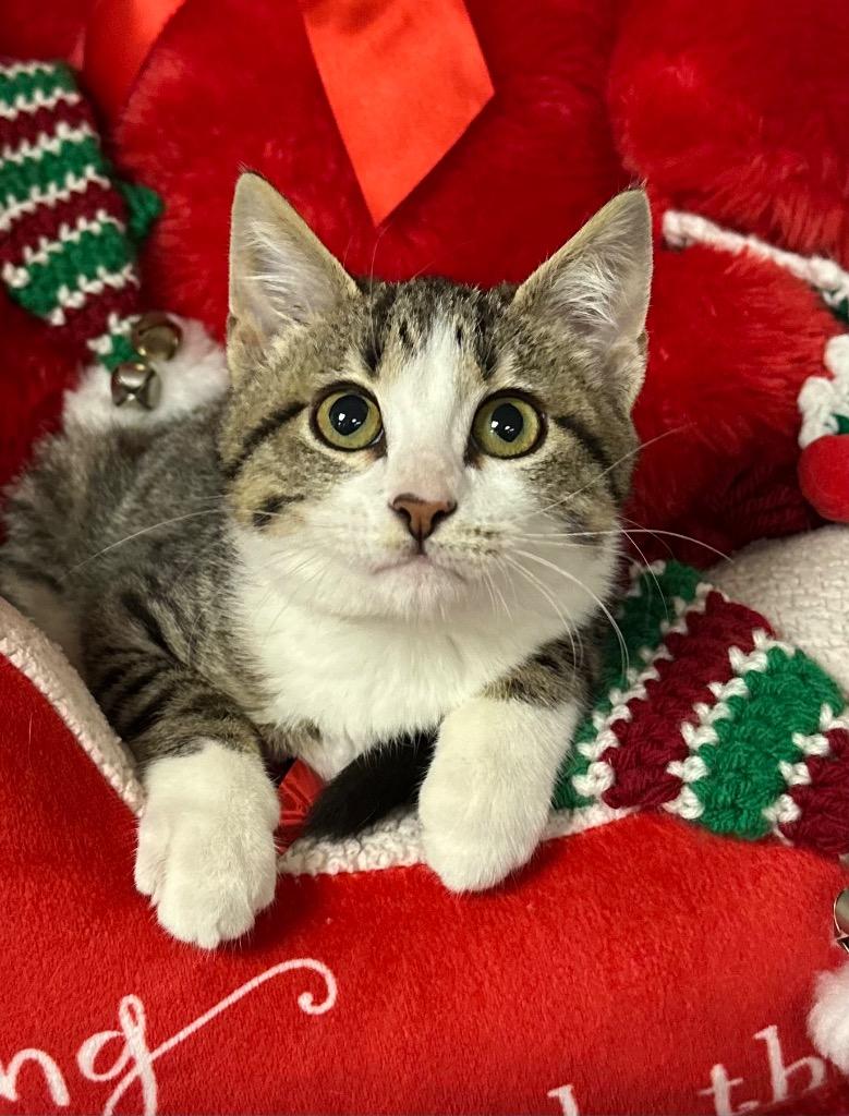 10/28/25 Elphie, a Adoptable mixed breed in Stillwater, OK image 1/2