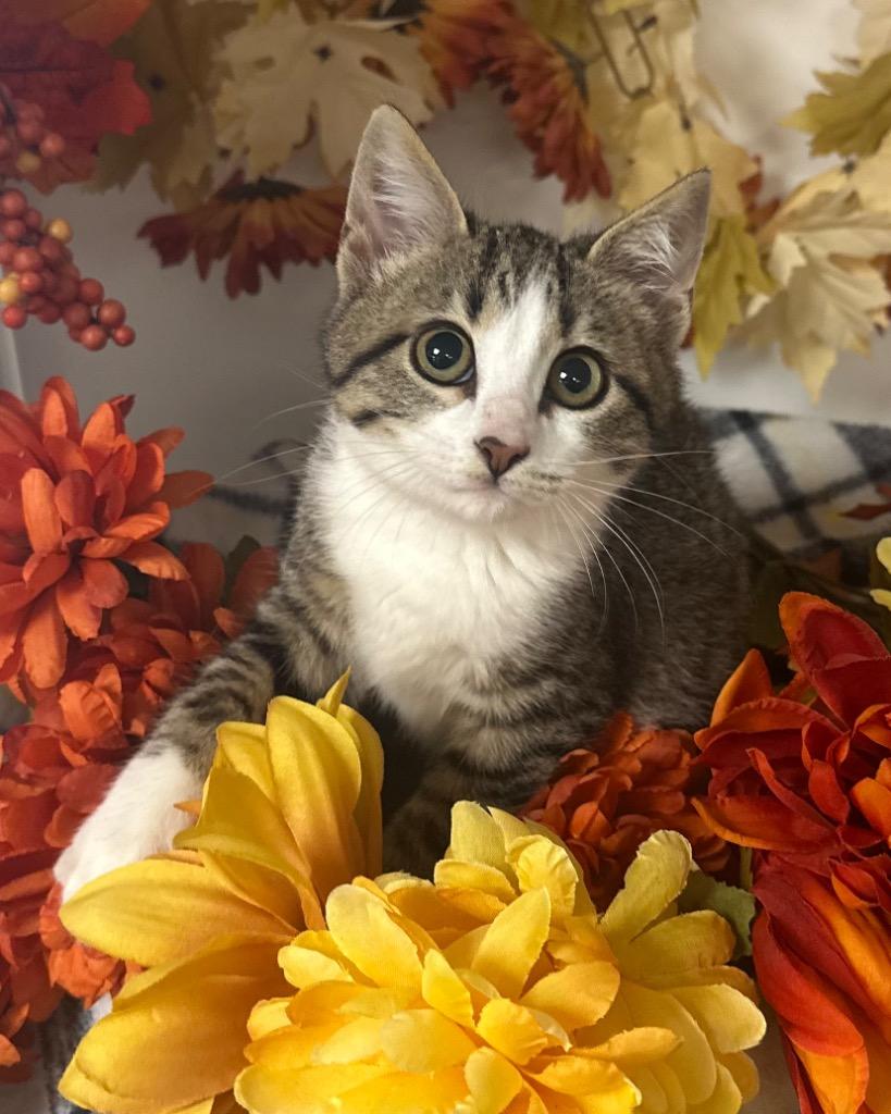 10/28/25 Elphie, a Adoptable mixed breed in Stillwater, OK image 2/2