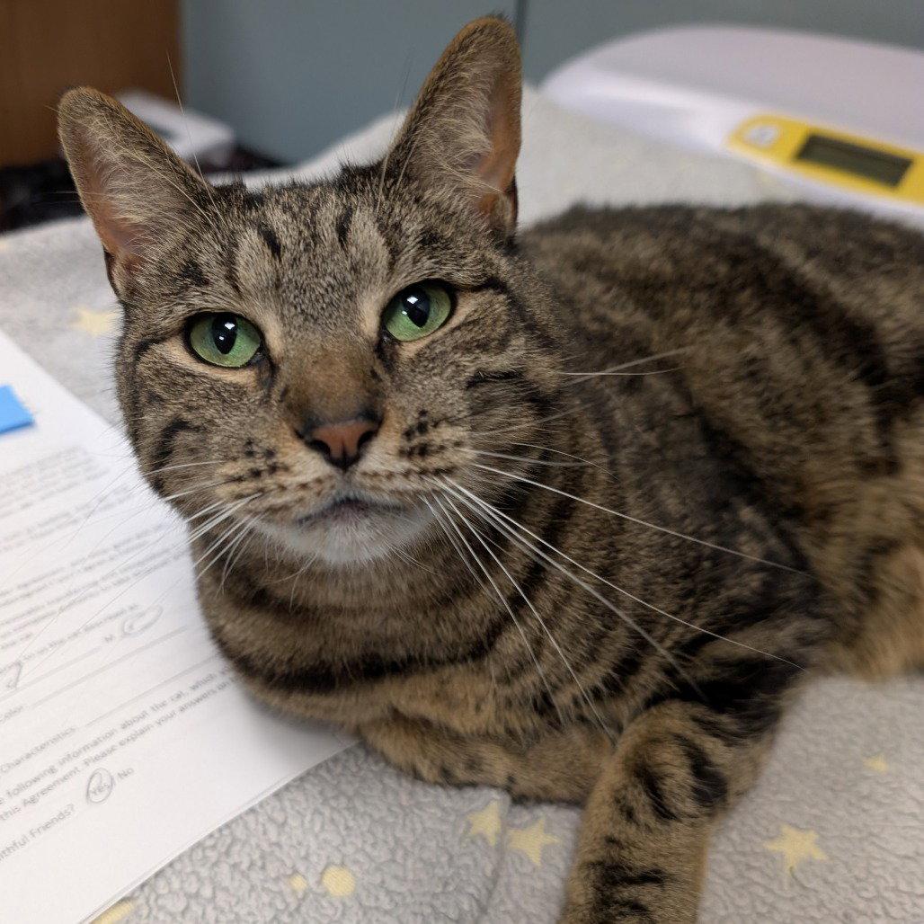 Moon, Adopted, Adult Female Domestic Short Hair.