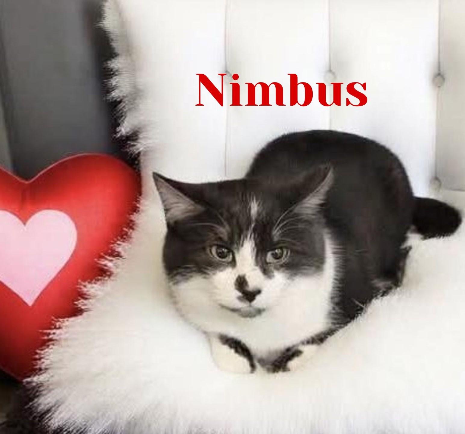 Nimbus