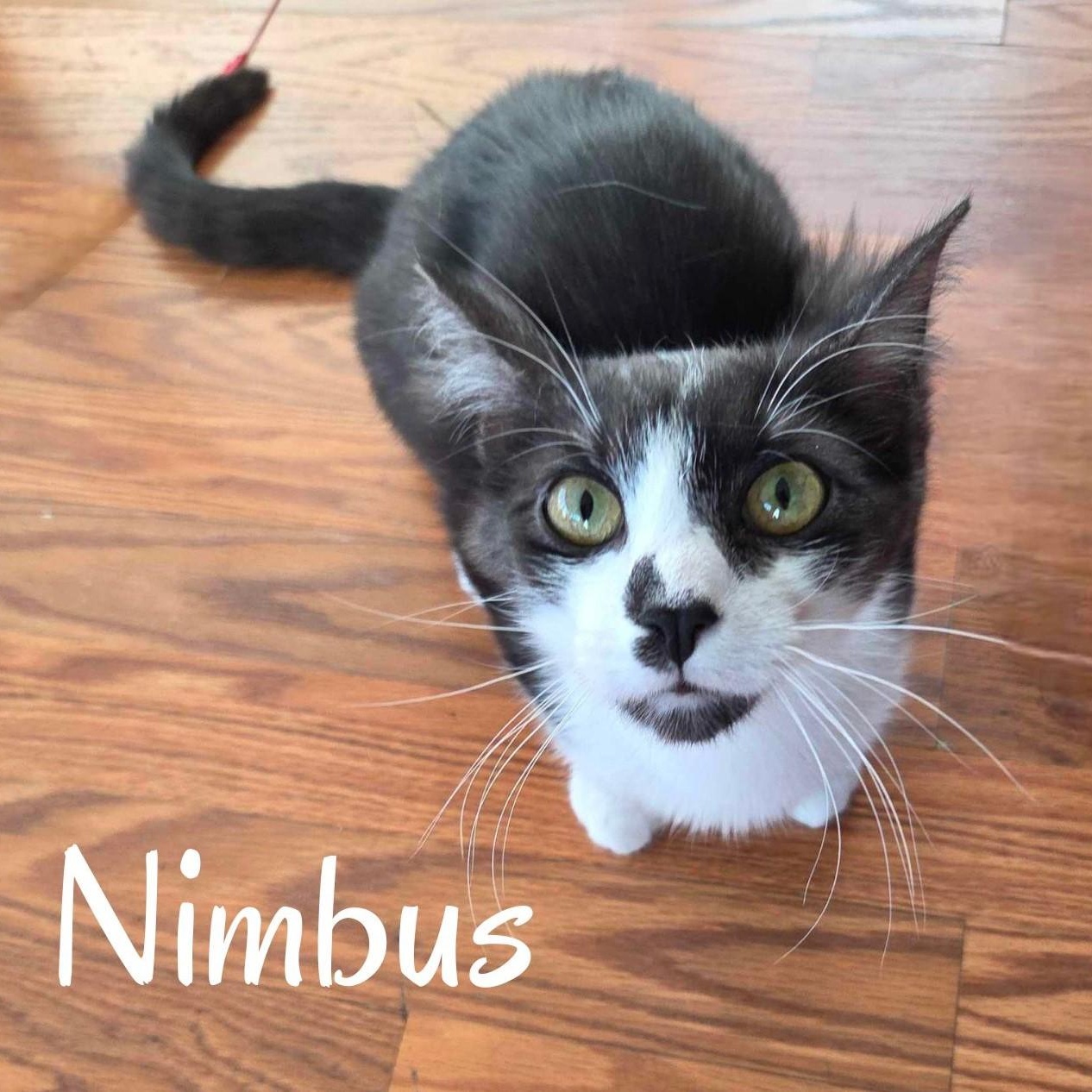 Nimbus