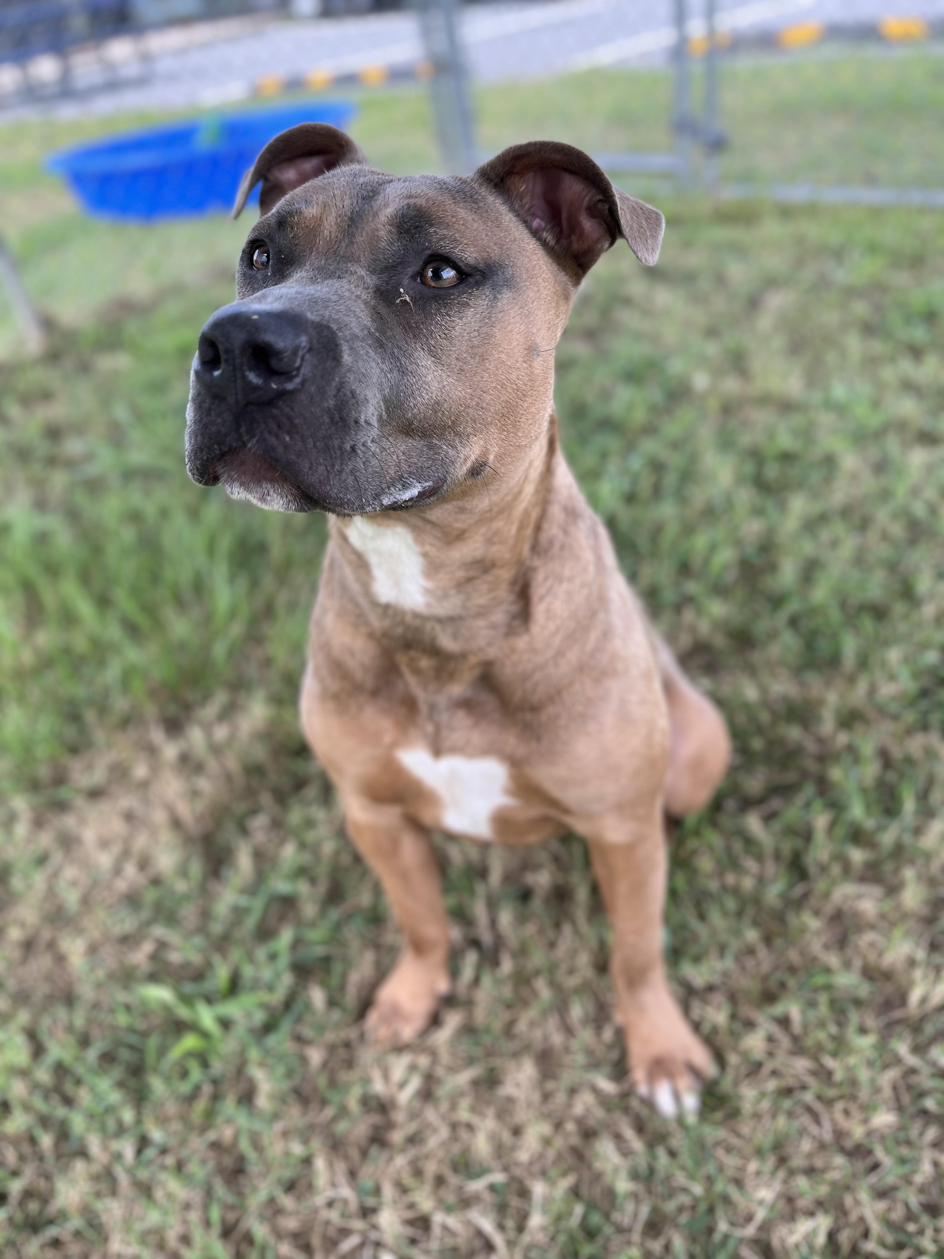 Enlarge Zinnia, an adoptable mixed breed in Centerton, AR image 2/3