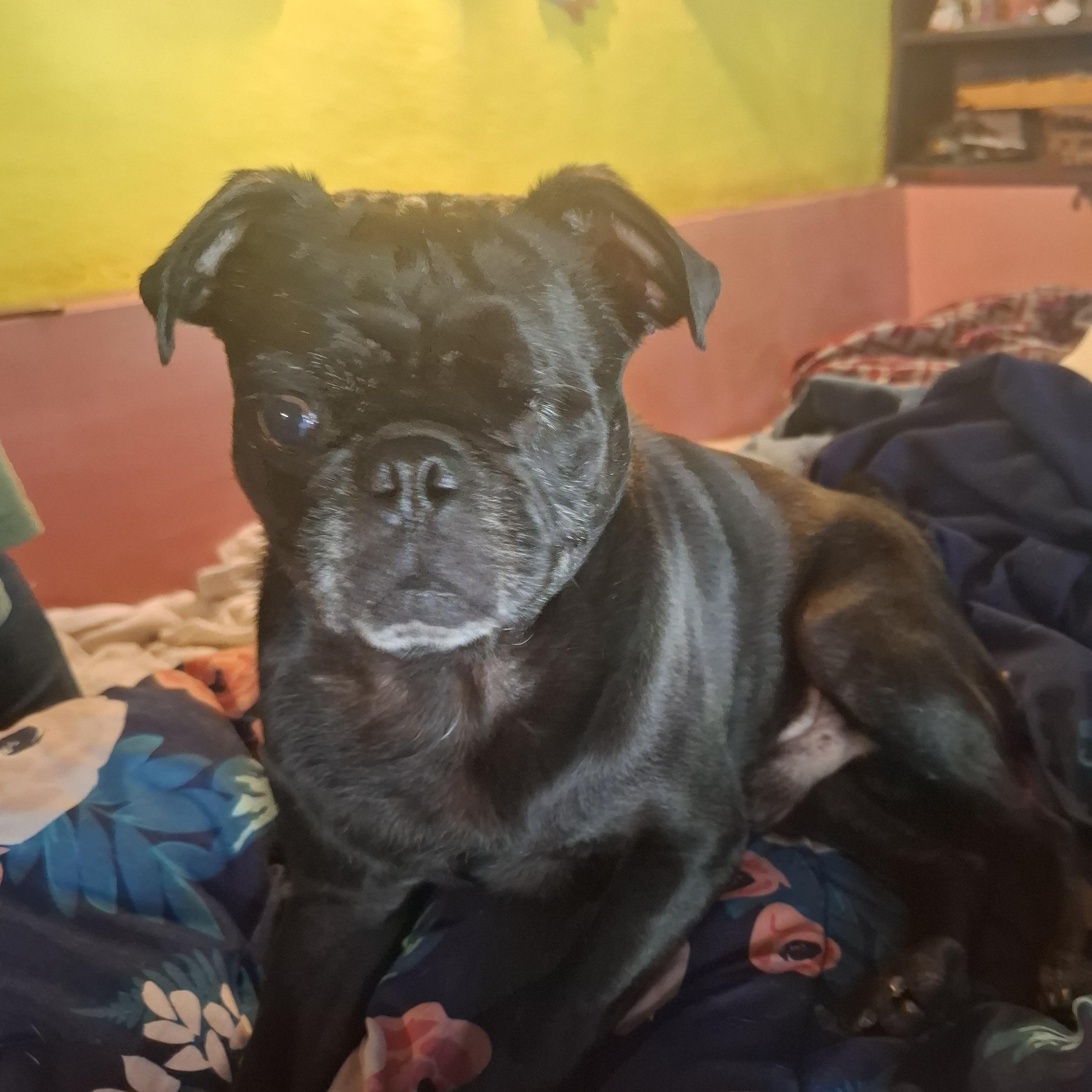 Sancho, an adoptable Pug in Sparks, NV image 1/6