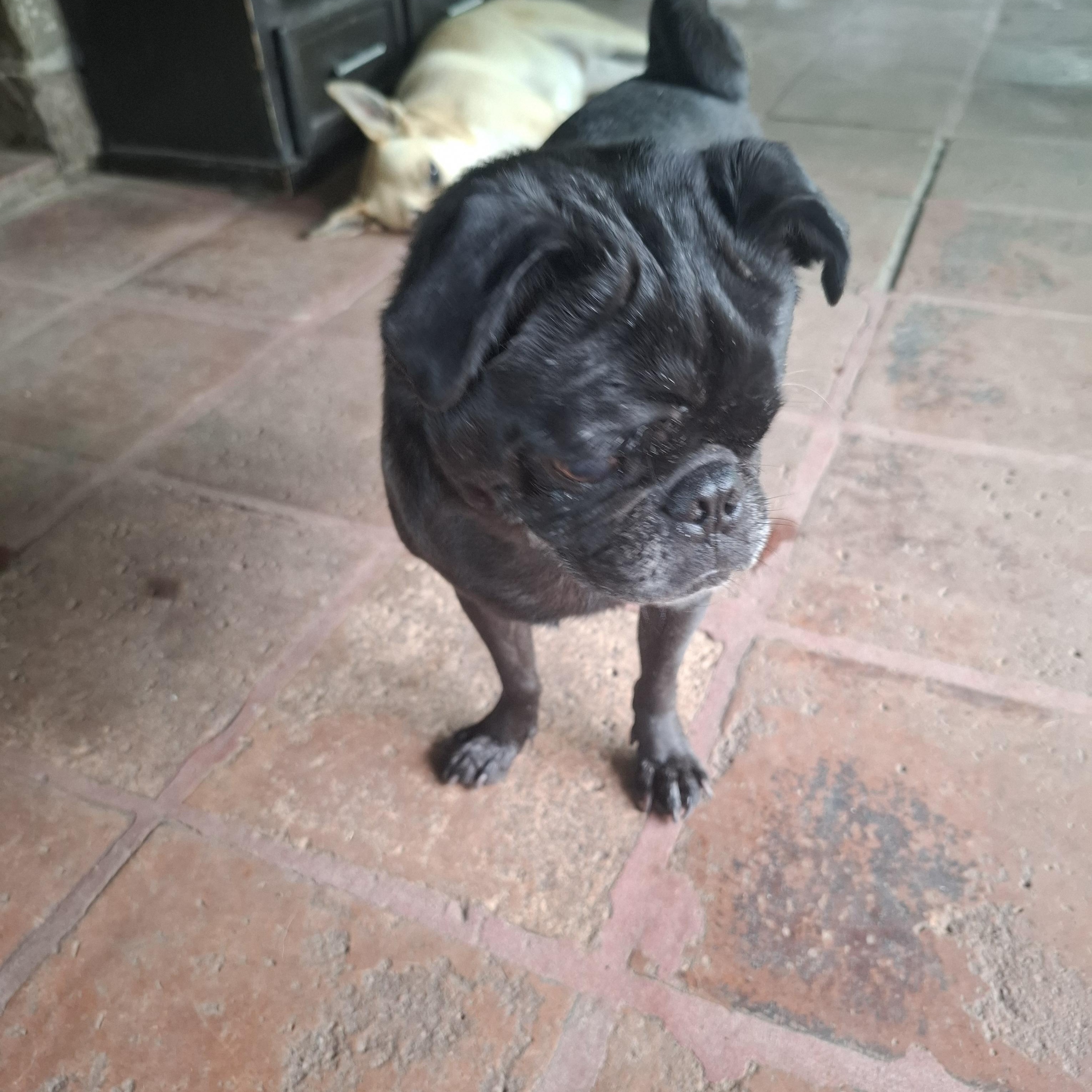 Sancho, an adoptable Pug in Sparks, NV image 4/6