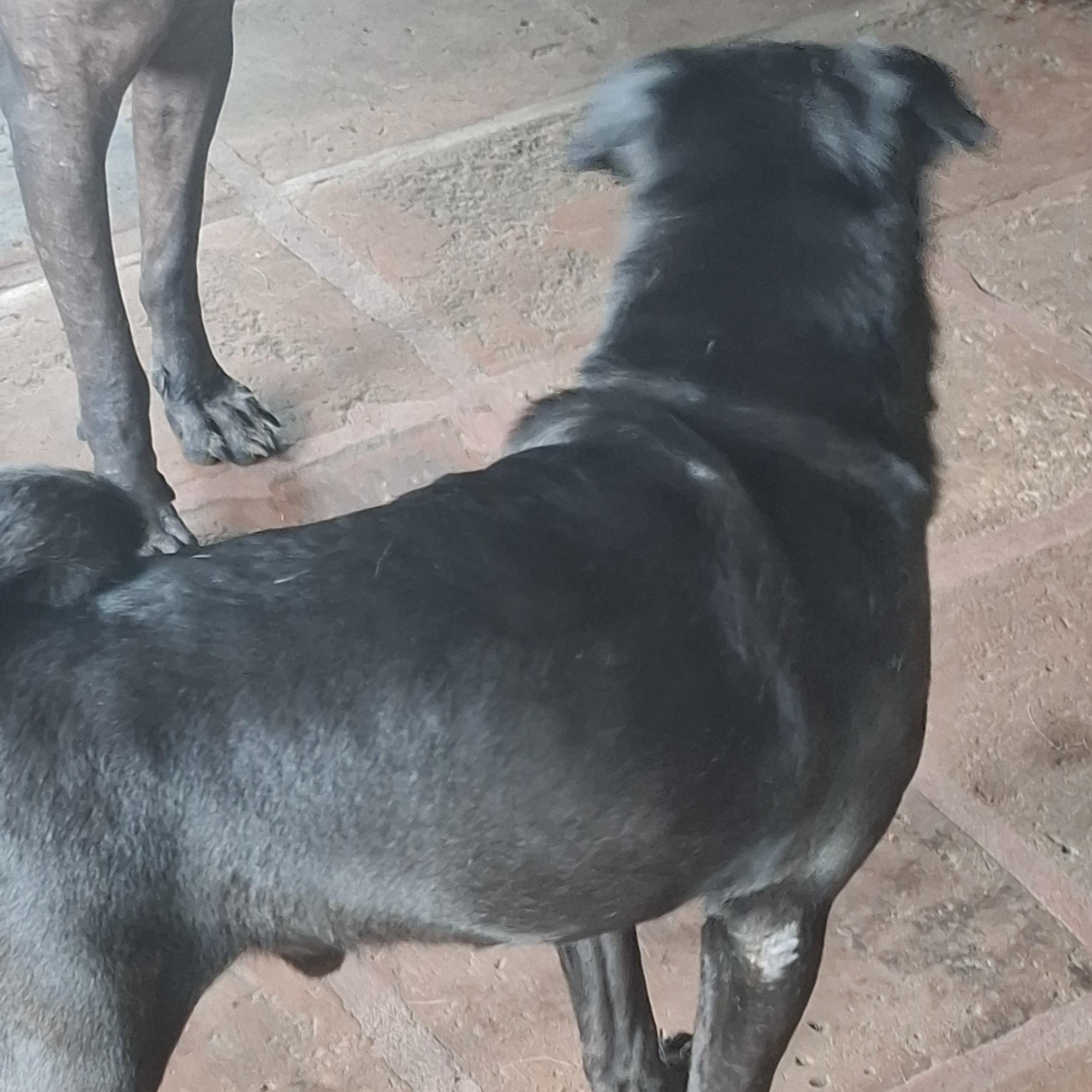 Sancho, an adoptable Pug in Sparks, NV image 6/6