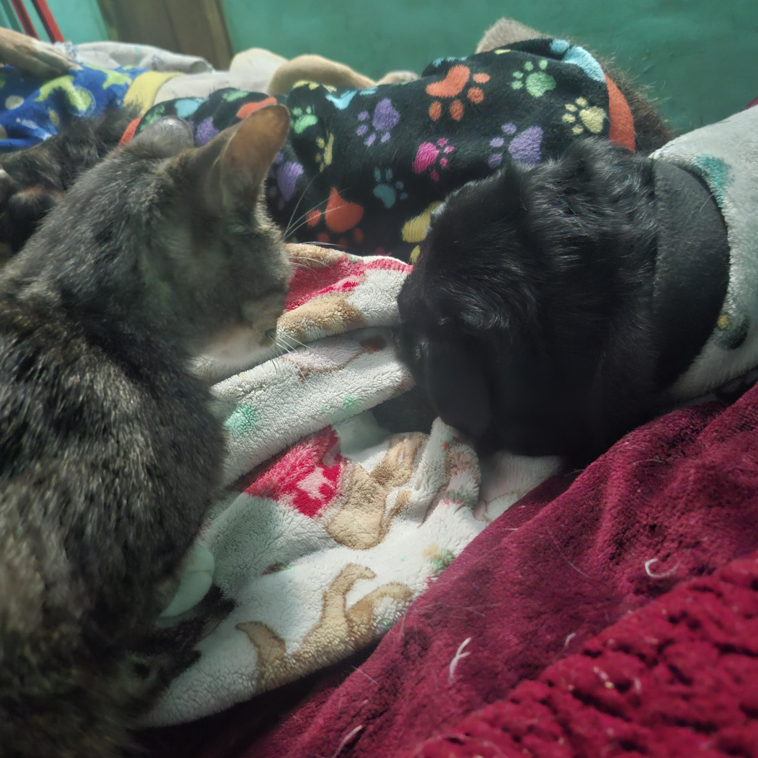 Sancho, an adoptable Pug in Sparks, NV image 2/6