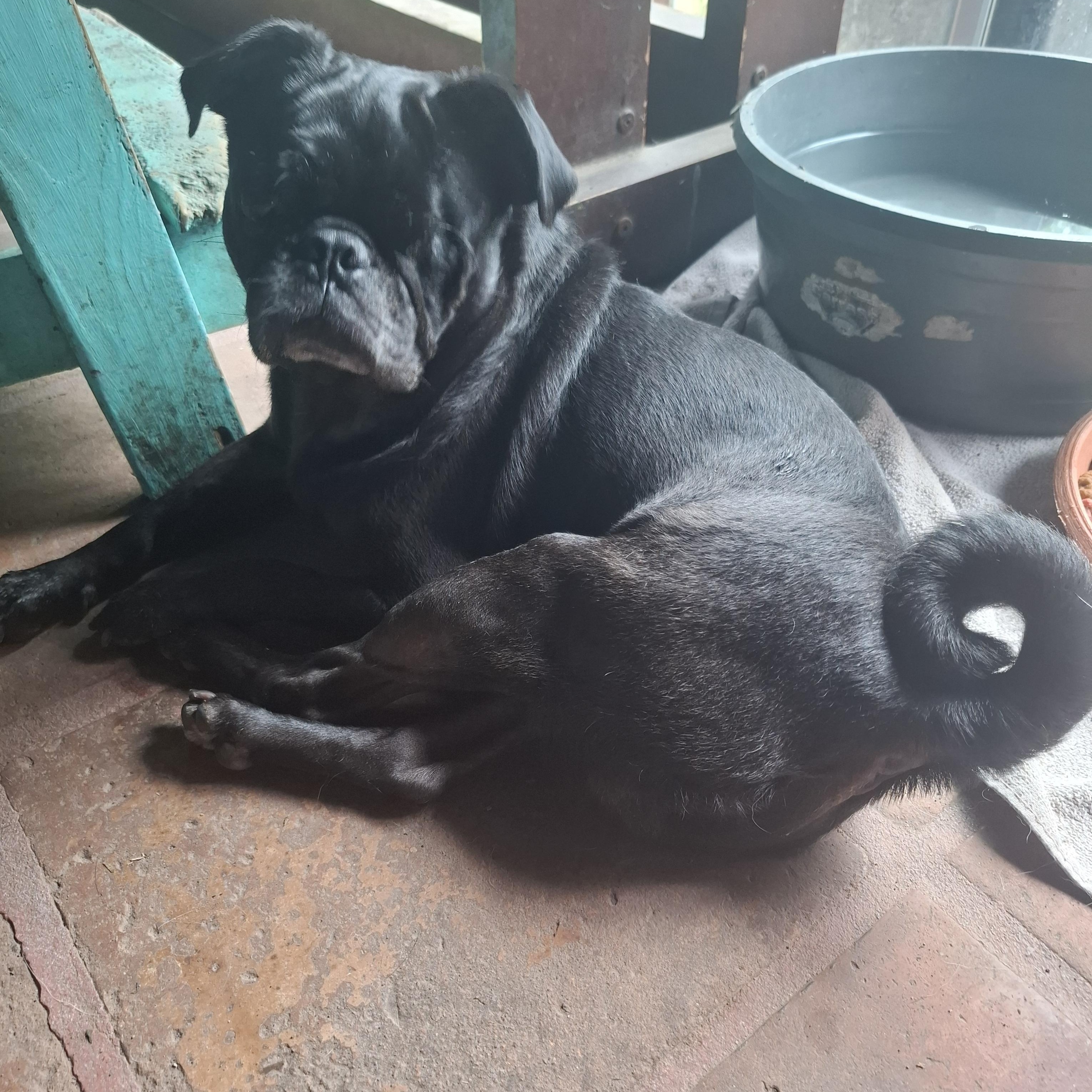 Sancho, an adoptable Pug in Sparks, NV image 5/6