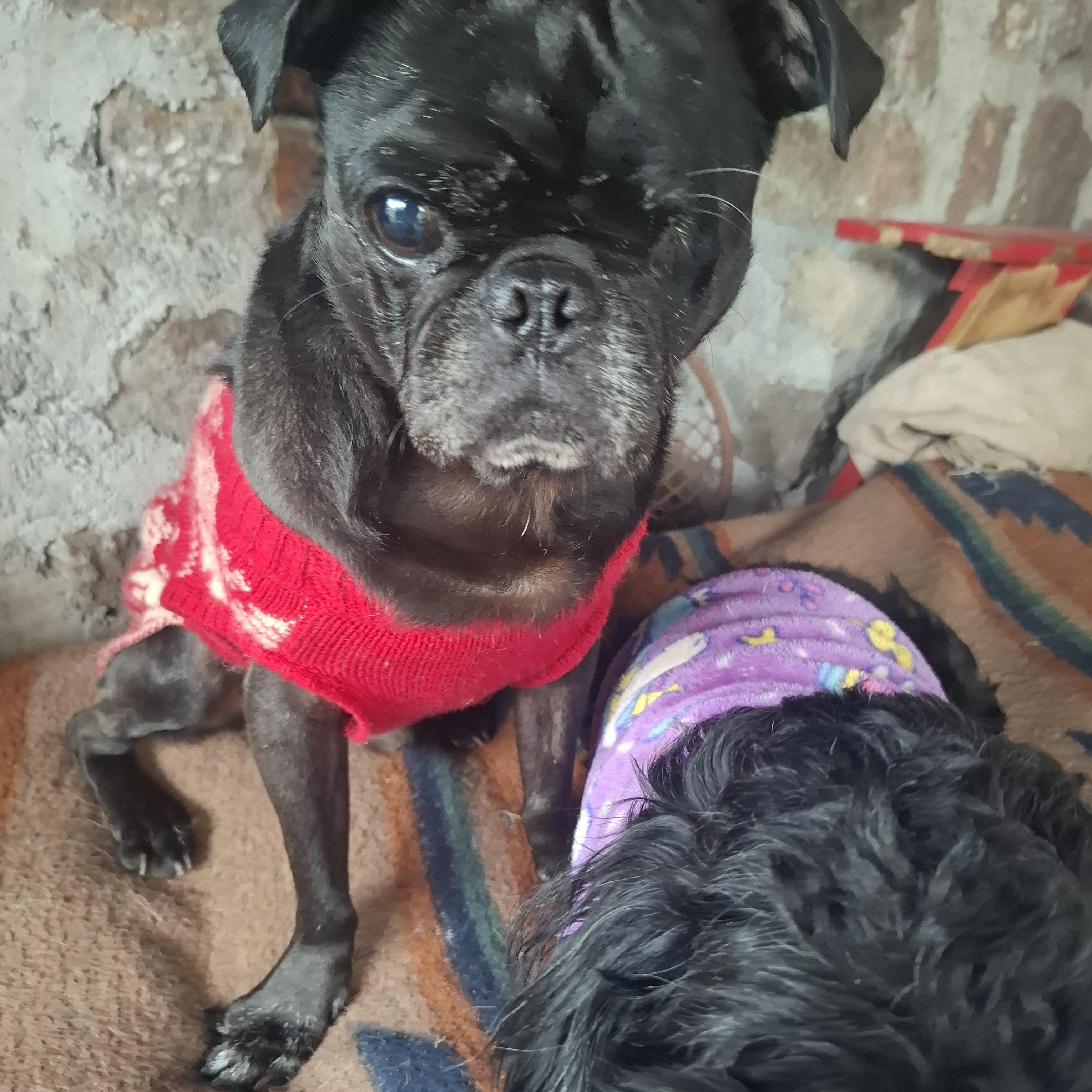 Sancho, an adoptable Pug in Sparks, NV image 3/6