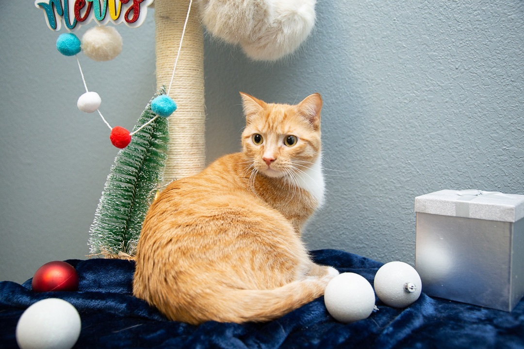 Calvin, a Adoptable Domestic Short Hair in Newton, IL image 1/4