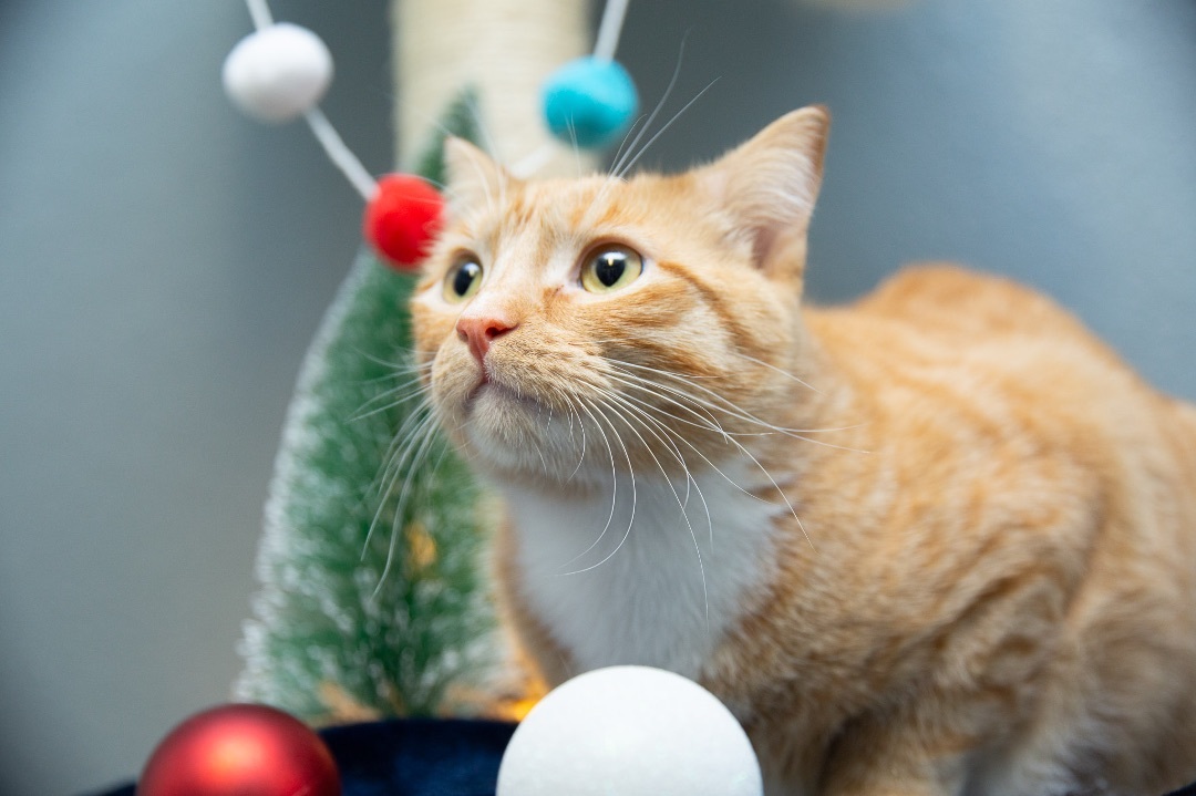 Calvin, a Adoptable Domestic Short Hair in Newton, IL image 2/4