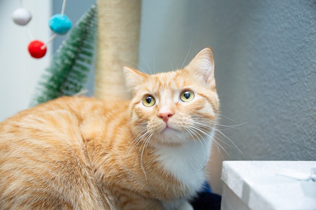 Calvin, a Adoptable Domestic Short Hair in Newton, IL image 3/4