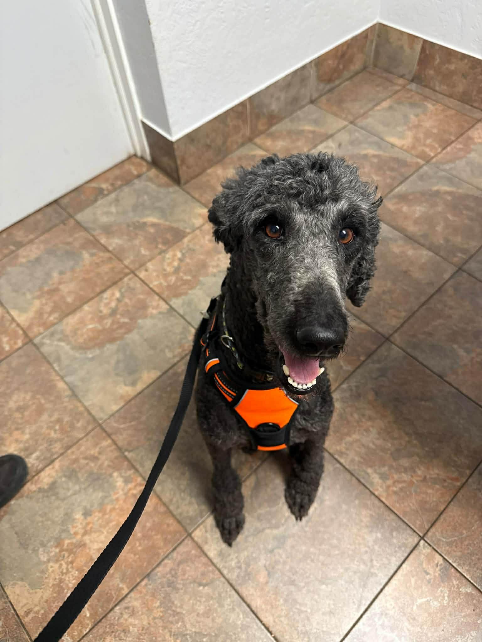 Daedra, Adoptable, Young Female Standard Poodle.