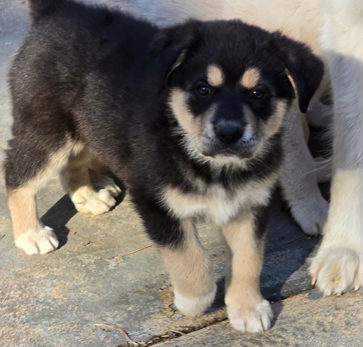 Missy, adopted, Puppy Female Great Pyrenees.