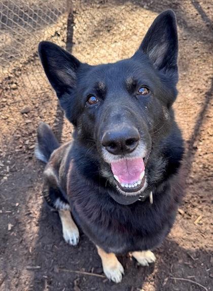 Enlarge Bubbie, a Adoptable mixed breed in Cumming, GA image 1/1